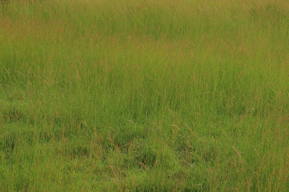 Land at Hama Serenity Estate No.2, Buvi